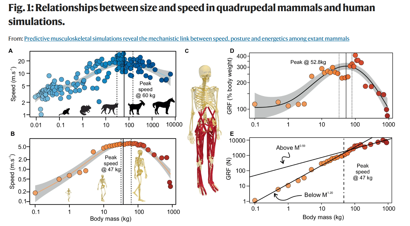 From the cited study on mass, strength and movement speed.