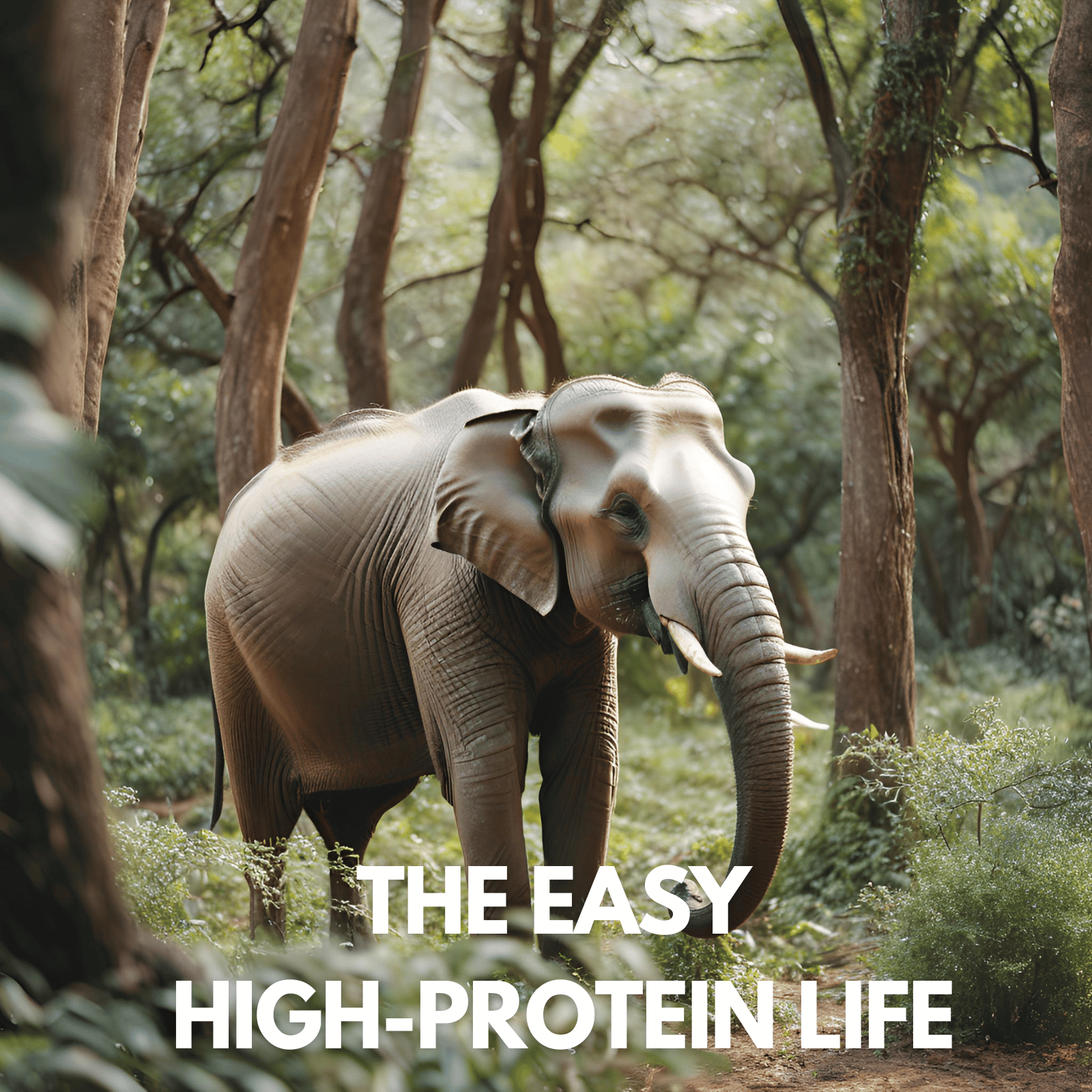 easy high-protein life, strength by fitness